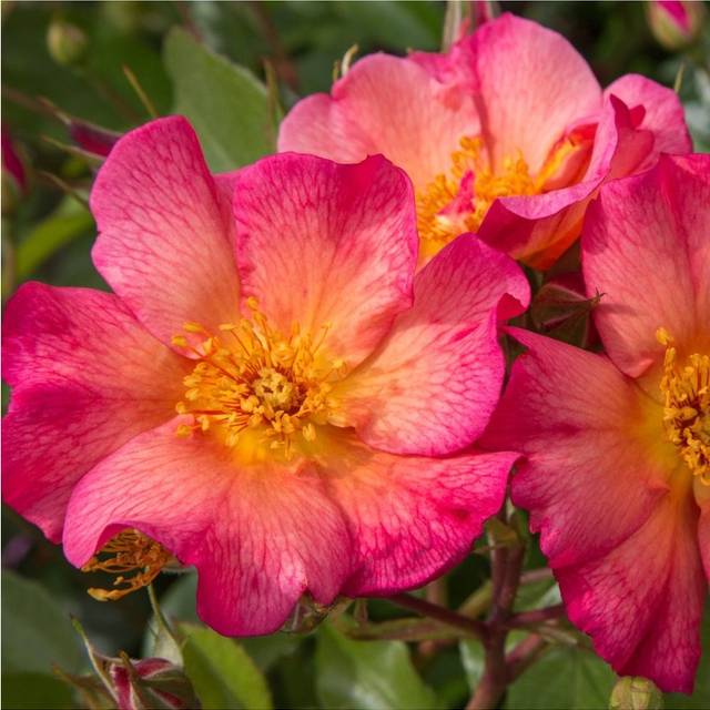 Rosier buisson Yann Arthus-Bertrand® 'Meipelmel' (Meilland)