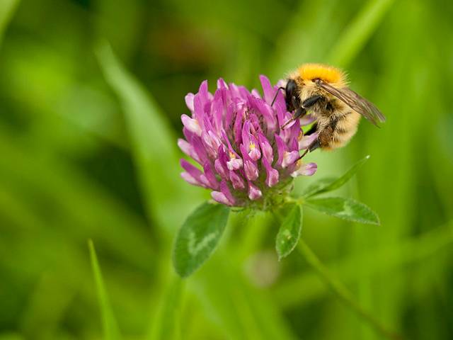 Abeille sur une fleur de trèfle - guitarraNalón / flickr.com