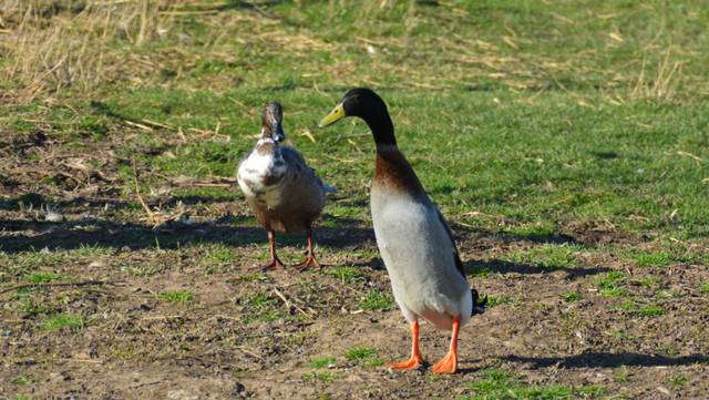 Canard coureur indien