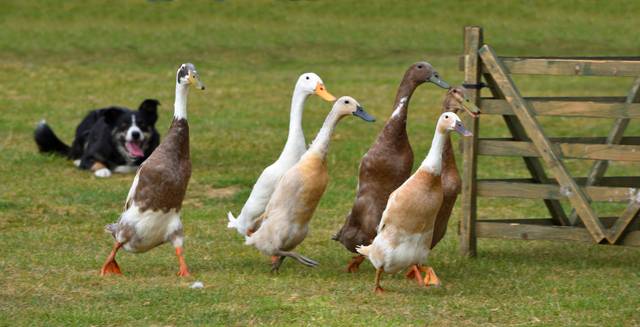 Canards coureurs indiens gardés par un Border Collie