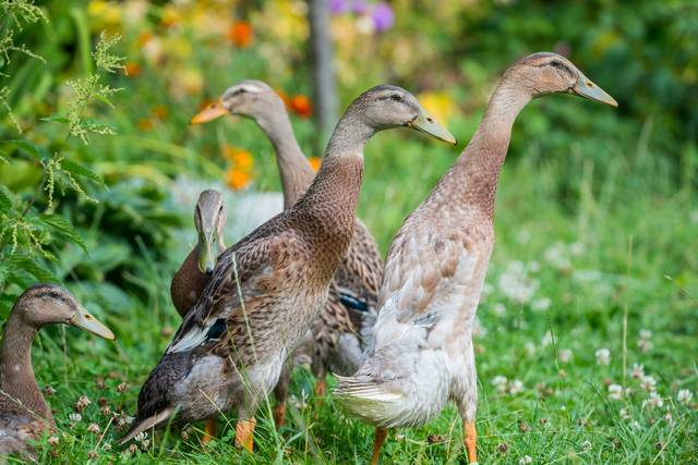 Canards coureurs indiens au jardin