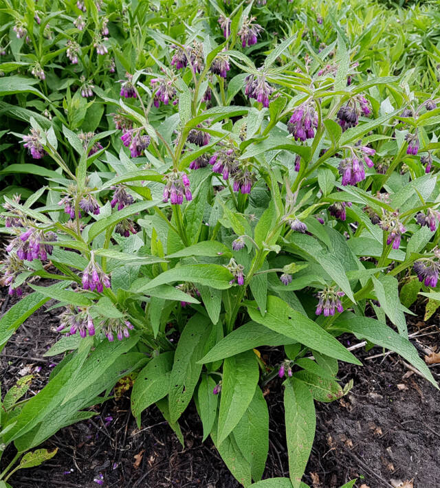 Pied de consoude (Symphytum officinale)