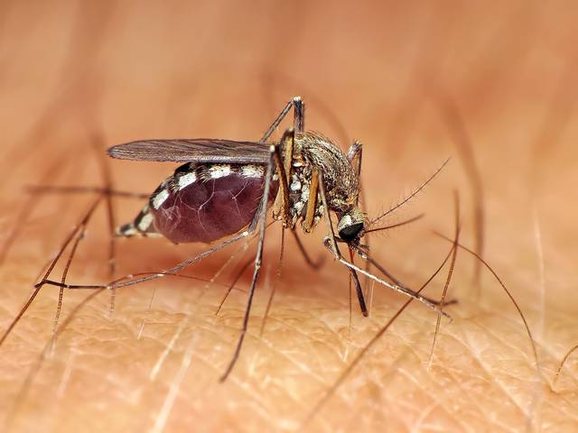 Moustique commun (Culex pipiens)