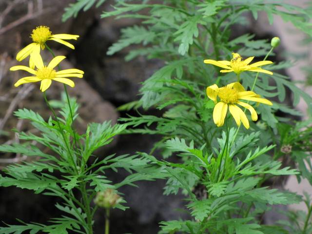 Euryops chrysanthemoides, fleurs et feuillage