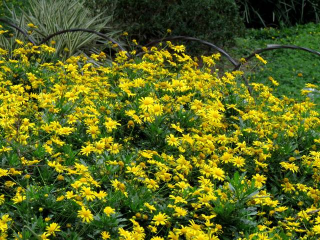 Euryops chrysanthemoides, marguerite africaine