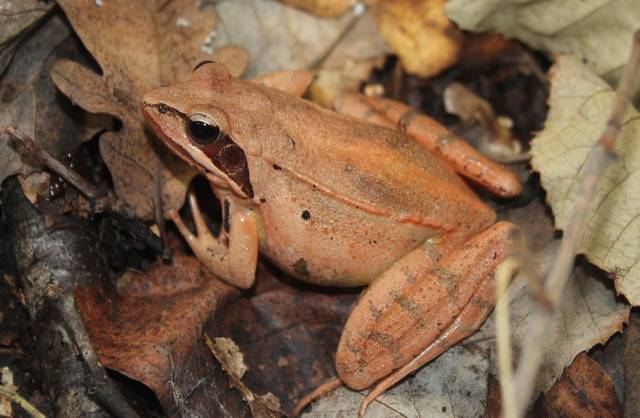 Grenouille agile, Rana dalmatina