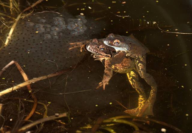Accouplement de grenouilles rieuses