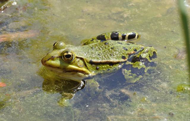 Grenouille rieuse, Pelophylax ridibundus