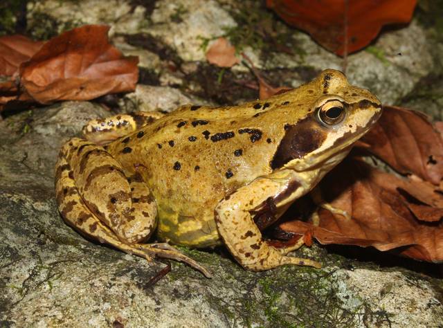 Grenouille rousse, Rana temporaria