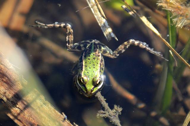 Grenouille verte, grenouille commune, Pelophylax esculentus