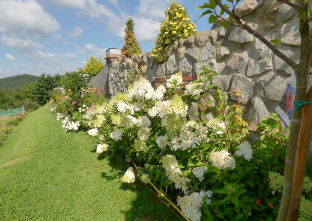 Hortensias paniculés devant un mur