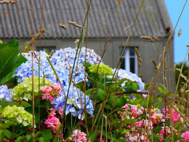 Hortensia, roses et graminées sauvages