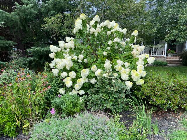 Hydrangea paniculata 'Little Lime' dans un massif