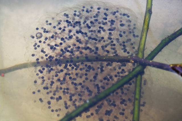 Ponte de grenouille agile : oeufs accrochés aux plantes aquatiques