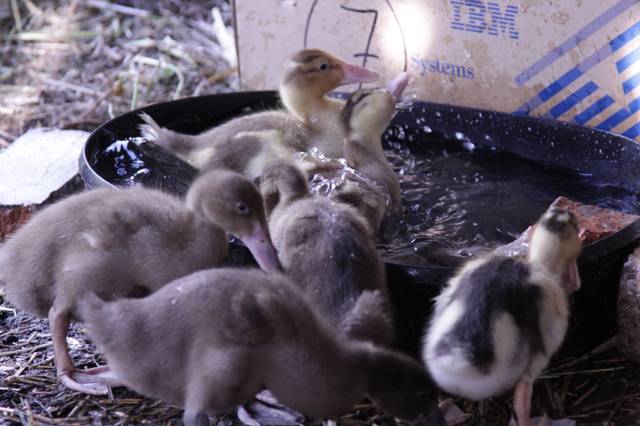 Poussins de canard coureur indien au bain