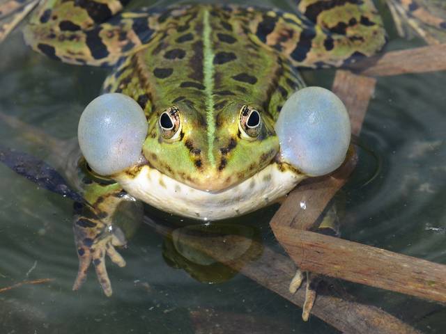 Sacs vocaux (gonflés) d'un mâle de grenouille verte