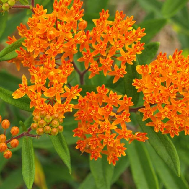 Aclepias (Kit bouquet champêtre) (AardLumens / Adobe Stock)