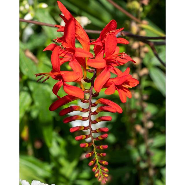 Crocosmia à fleurs rouge 'Lucifer' (Tony Baggett / Adobe Stock)