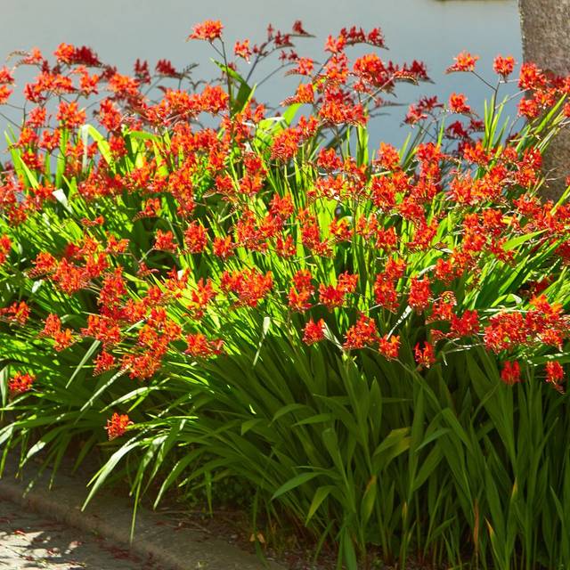 Crocosmia à fleurs rouge 'Lucifer' (Irene Fox / Adobe Stock)