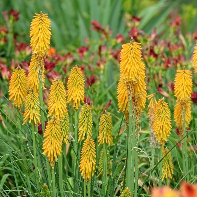 Kniphofia (kit bouquet champêtre) (Alexandra / Adobe Stock)