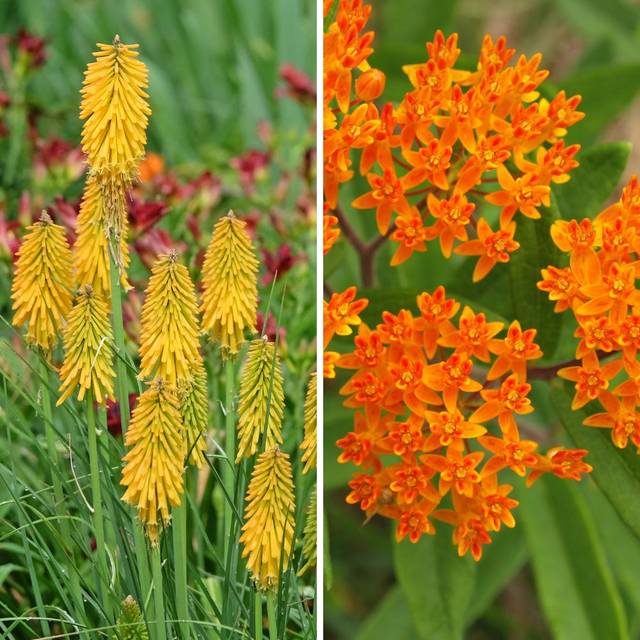 Kniphofia et Asclepias