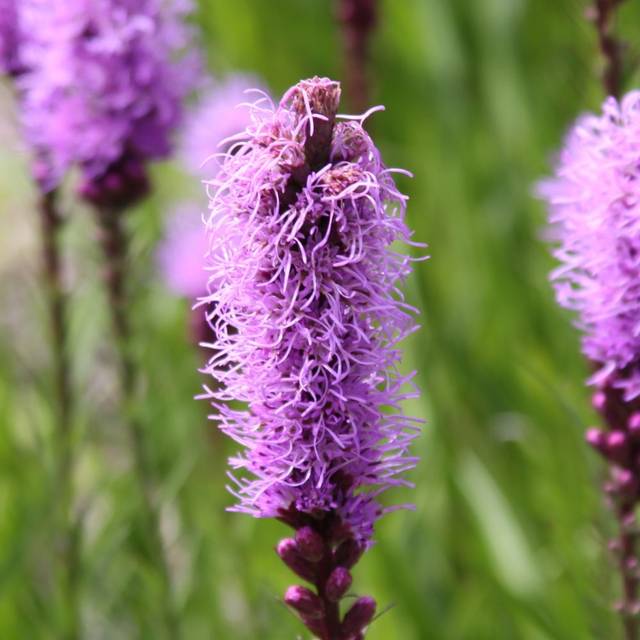 Plume du kansas (Liatris spicata) (Drew Avery / wikimedia.org)