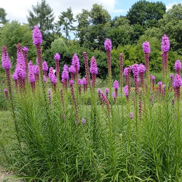 Plume du kansas (Liatris spicata) (Krzysztof Ziarnek, Kenraiz / wikimedia.org)