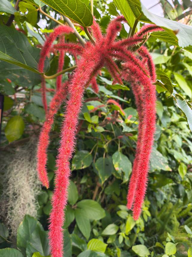 Fleurs (chatons) de Acalypha hispida
