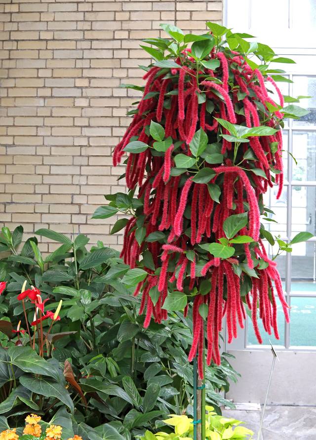 Acalypha hispida mené sur tige
