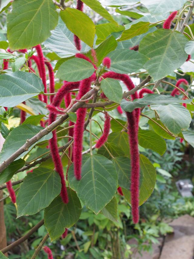 Acalypha hispida