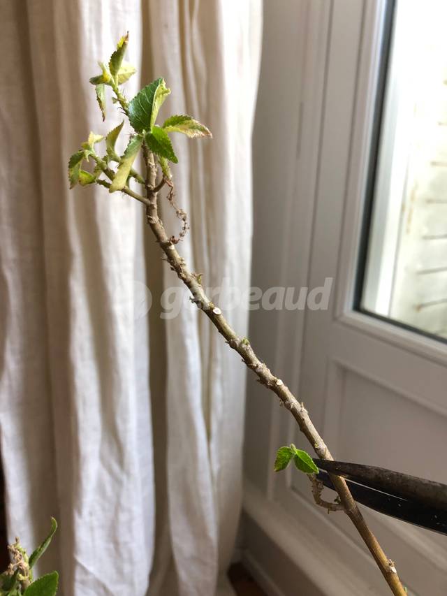 Taille d'un acalypha