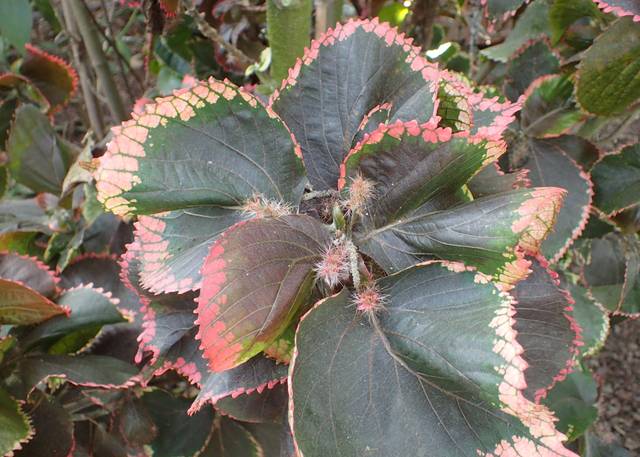 Acalypha wilkesiana 'Can-Can' : feuillage et fleurs