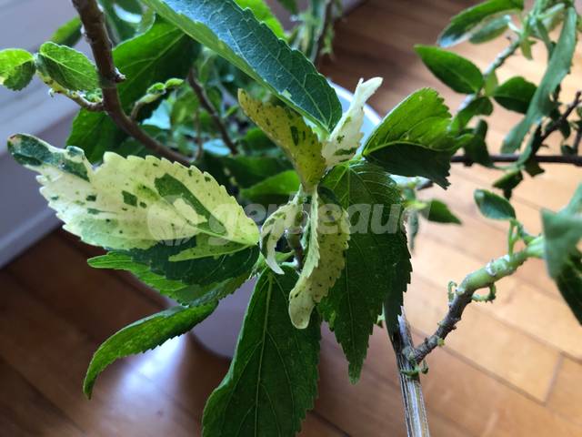 Acalypha wilkesiana à feuillage panaché jaune et vert