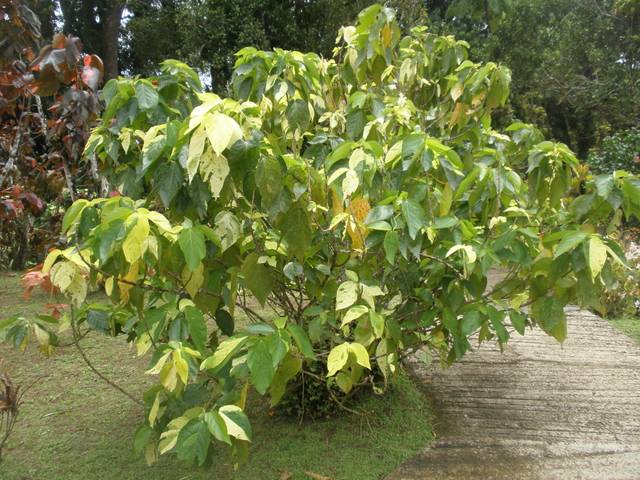 Acalypha wilkesiana 'Java White'