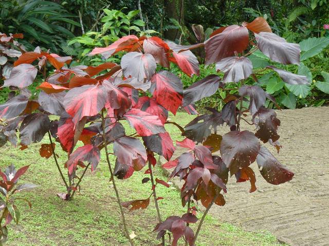 Acalypha wilkesiana macrophylla (Martinique)