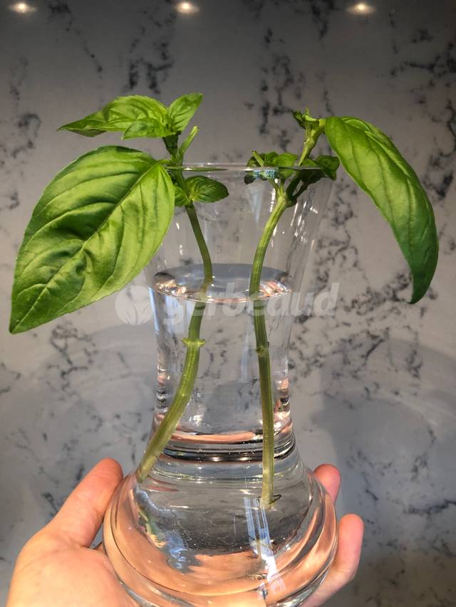 Bouturage de basilic dans l'eau