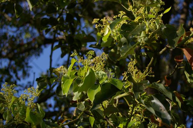 Feuilles et fleurs de camphrier