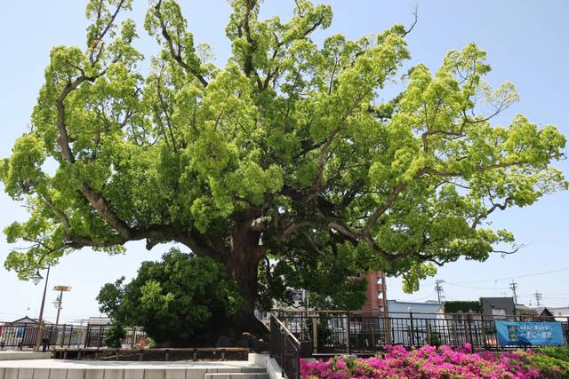 Camphrier âgé (Cinnamomum camphora)