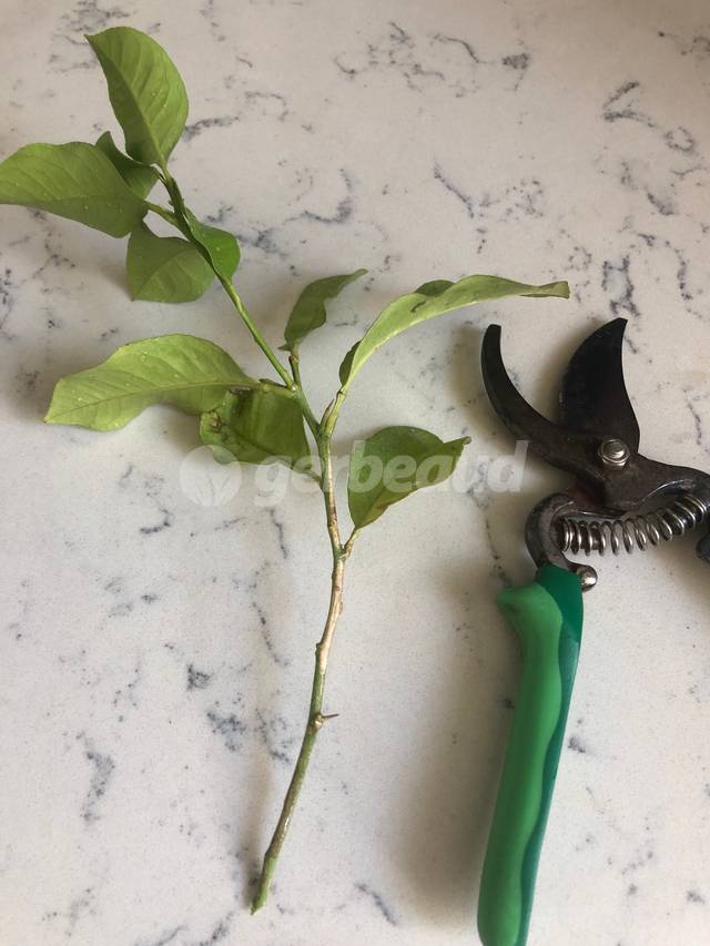 Rameau de citronnier prélevé pour le bouturage