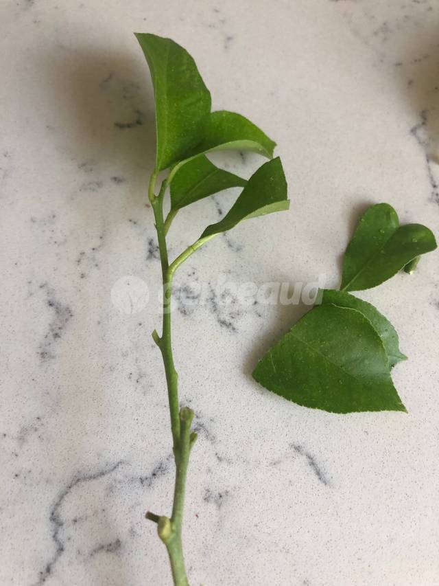 Rameau de citronnier prêt pour le bouturage : feuilles supprimées