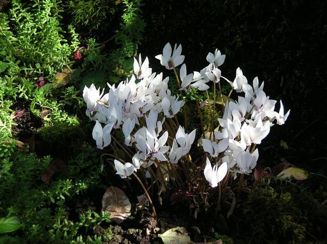 Cyclamen de Naples fleurissant à l'ombre