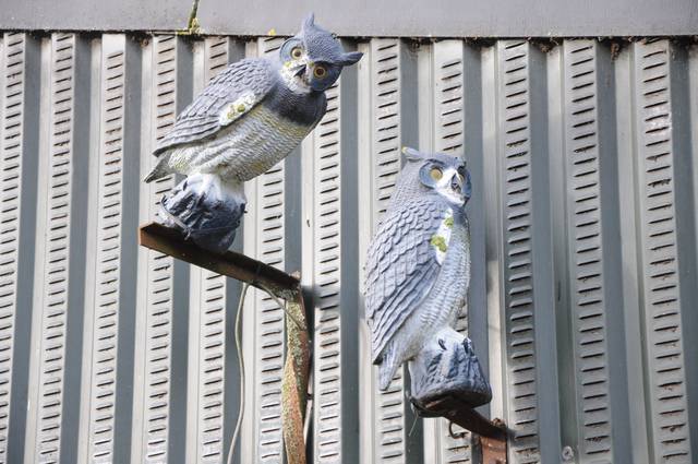 Faux hiboux pour effaroucher les oiseaux et et rongeurs