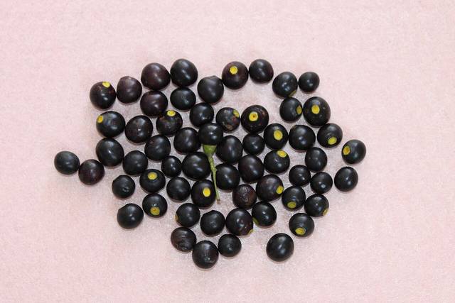 Fruits de camphrier (Cinnamomum camphora)