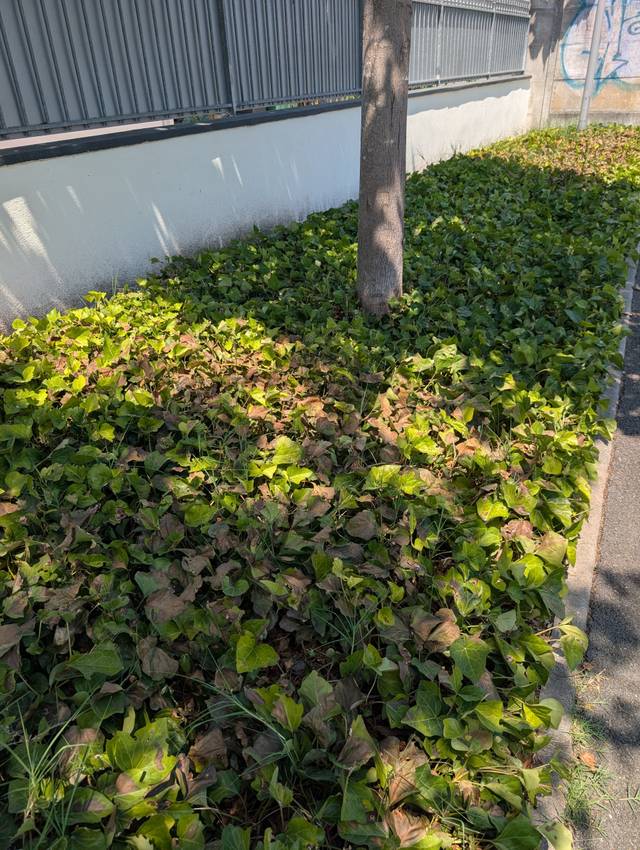 Lierre couvre sol avec feuillage brûlé par le soleil