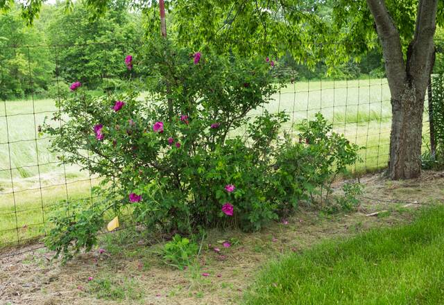 Rosa rugosa 'Cutter' planté en haie, à l'ombre d'un arbre