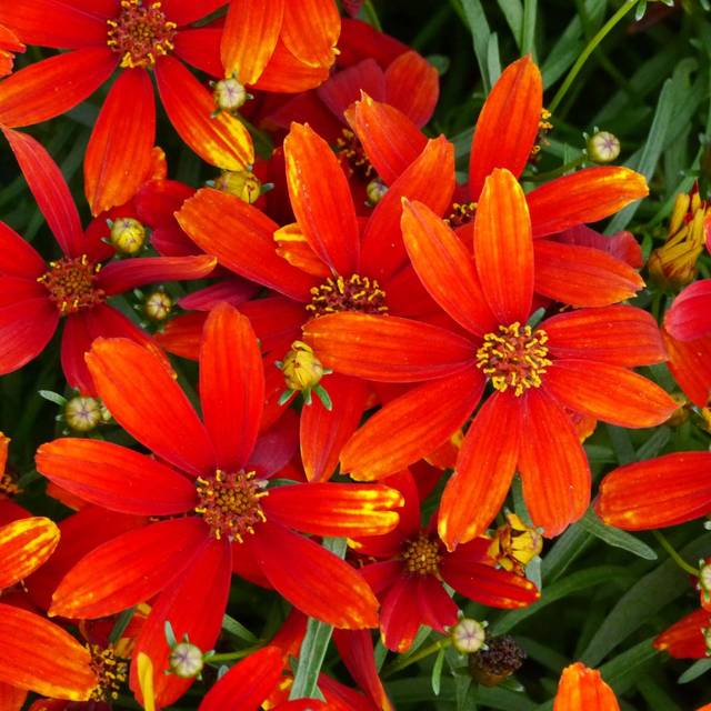 Coreopsis 'Ladybird' (Terra Nova)
