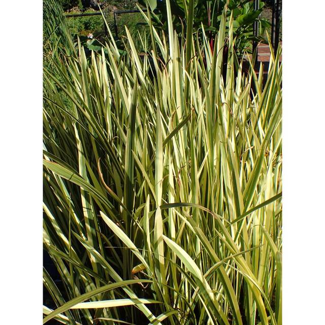 Acorus calamus 'Variegatus' (Krzysztof Ziarnek, Kenraiz / wikimedia.org)