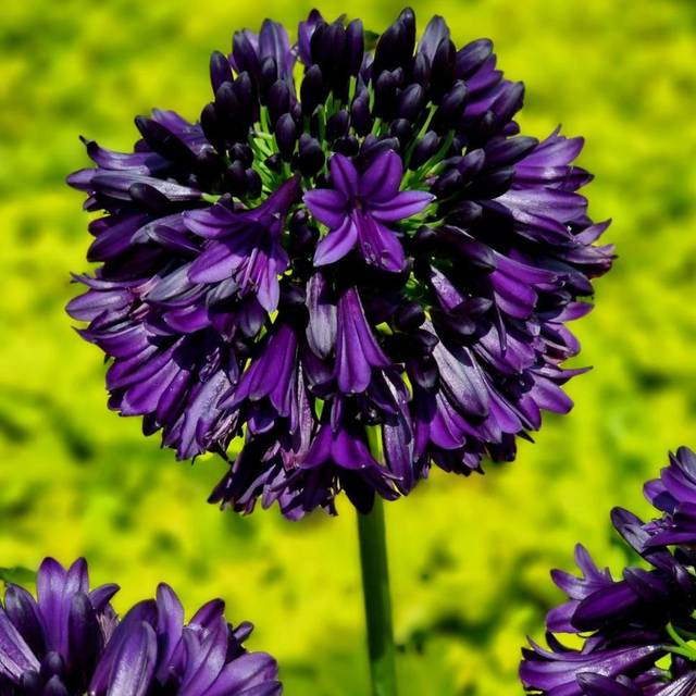 Agapanthus hybride BlackJack 'DWAgHyb02' (Globe Planter)