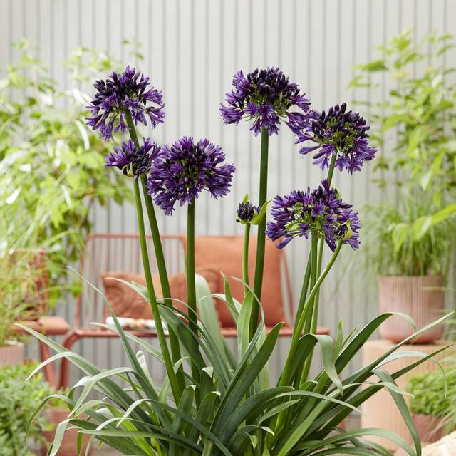 Agapanthus hybride BlackJack 'DWAgHyb02' (Globe Planter)