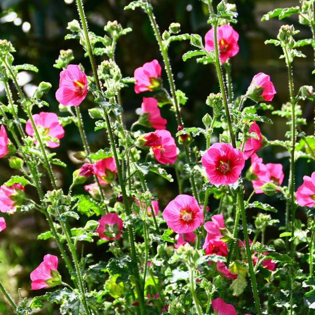 Anisodontea 'El Rayo' - Mauve du Cap (Patryssia / Adobe Stock)
